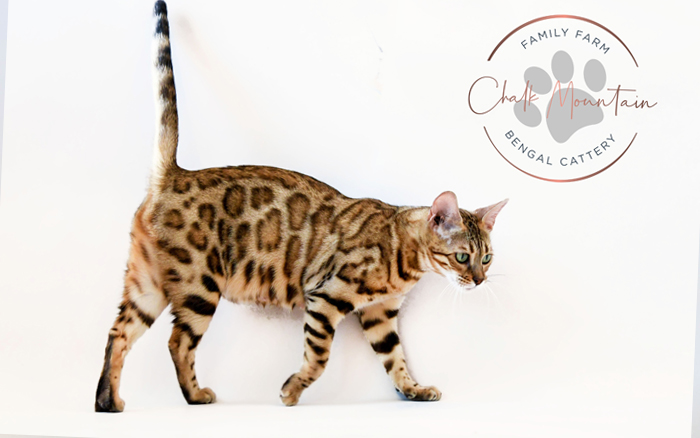 beautiful bengal kitten texas